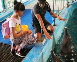 It was the first aquarium having an Irrawaddy dolphin colony at the time it was open.